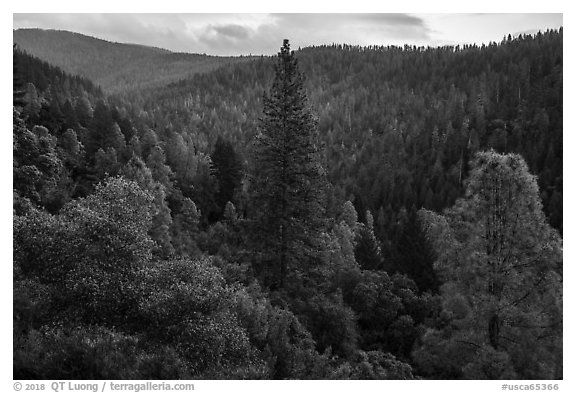Lush forested valley near Bear Creek. Berryessa Snow Mountain National Monument, California, USA (black and white)