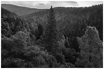Lush forested valley near Bear Creek. Berryessa Snow Mountain National Monument, California, USA ( black and white)