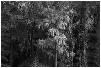 Trees drapped in moss near Bear Creek. Berryessa Snow Mountain National Monument, California, USA ( black and white)