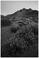 Annual desert wildflowers at dusk. Mojave Trails National Monument, California, USA ( black and white)