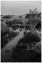 Mojave River crossing at sunrise. Mojave Trails National Monument, California, USA ( black and white)