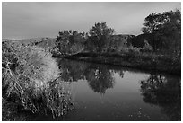 Cottonwood trees reflected in Mojave River. Mojave Trails National Monument, California, USA ( black and white)