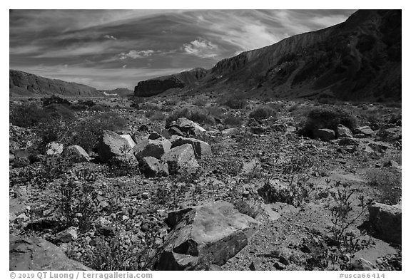 Desert wildflowers on Afton Canyon floor. Mojave Trails National Monument, California, USA (black and white)