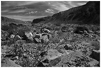 Desert wildflowers on Afton Canyon floor. Mojave Trails National Monument, California, USA ( black and white)