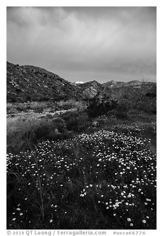 Wildflowers at dawn with distant snowy San Giorgono Mountain. Sand to Snow National Monument, California, USA (black and white)
