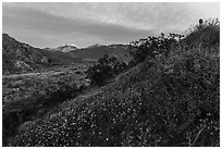 Wildflowers at sunrise with distant snowy San Giorgono Mountain. Sand to Snow National Monument, California, USA ( black and white)