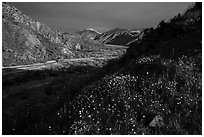 Wildflowers and San Giorgono Mountains, Mission Creek Preserve. Sand to Snow National Monument, California, USA ( black and white)