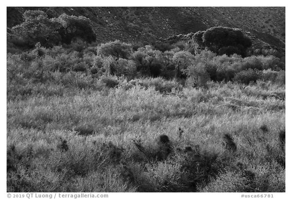 Green riparian desert vegetation, Mission Creek. Sand to Snow National Monument, California, USA (black and white)