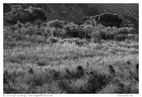 Green riparian desert vegetation, Mission Creek. Sand to Snow National Monument, California, USA (black and white)