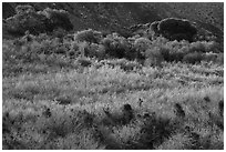 Green riparian desert vegetation, Mission Creek. Sand to Snow National Monument, California, USA ( black and white)