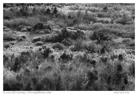 Riparian desert vegetation in the spring, Mission Creek. Sand to Snow National Monument, California, USA (black and white)