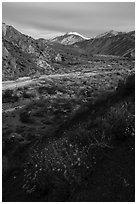 Wildflowers and San Giorgono Mountain, Mission Creek Preserve. Sand to Snow National Monument, California, USA ( black and white)