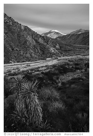 Yucca, wildflowers and San Giorgono Mountain, Mission Creek Preserve. Sand to Snow National Monument, California, USA (black and white)