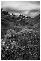 Desert in bloom, Mission Creek. Sand to Snow National Monument, California, USA ( black and white)