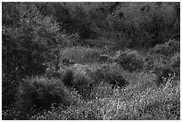 Lush vegetation in the spring, Mission Creek. Sand to Snow National Monument, California, USA ( black and white)