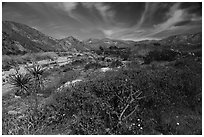 Desert wildflowers in valley, Mission Creek. Sand to Snow National Monument, California, USA ( black and white)