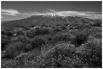 Brittlebush in bloom and San Jacinto Mountains. Sand to Snow National Monument, California, USA ( black and white)