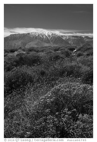 Brittlebush in bloom and San Jacinto Peak. Sand to Snow National Monument, California, USA (black and white)