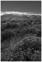 Brittlebush in bloom and San Jacinto Peak. Sand to Snow National Monument, California, USA ( black and white)