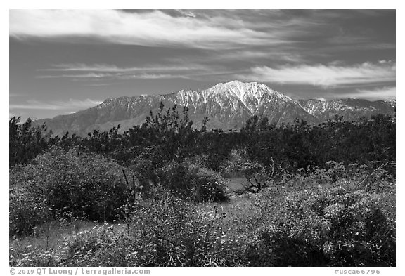 Blooming Brittlebush and snowy San Jacinto Peak. Sand to Snow National Monument, California, USA (black and white)