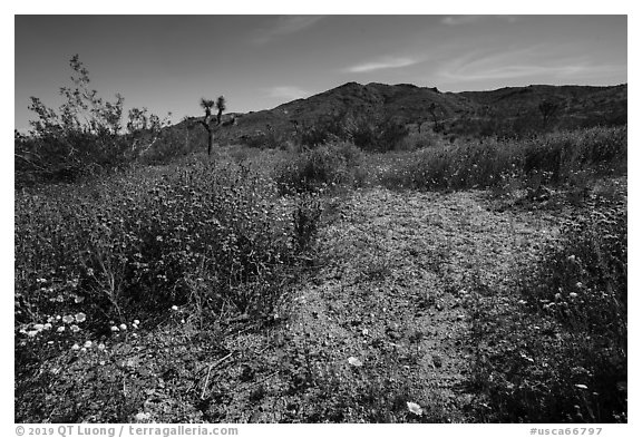 Desert Wildflowers and Flat Top Butte. Sand to Snow National Monument, California, USA (black and white)