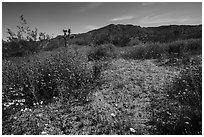 Desert Wildflowers and Flat Top Butte. Sand to Snow National Monument, California, USA ( black and white)