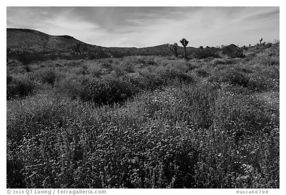 Desert wildflower carpet, Flat Top Butte. Sand to Snow National Monument, California, USA (black and white)