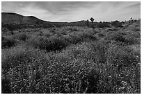 Desert wildflower carpet, Flat Top Butte. Sand to Snow National Monument, California, USA ( black and white)