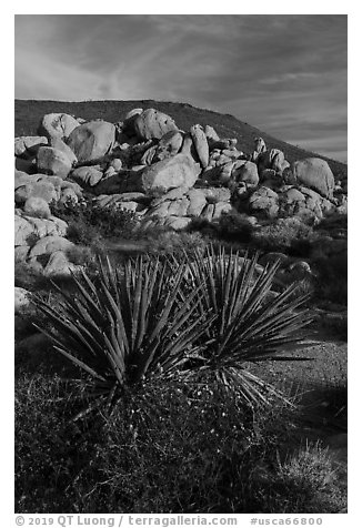Yucca and boulders, Flat Top Butte. Sand to Snow National Monument, California, USA (black and white)
