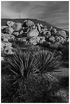 Yucca and boulders, Flat Top Butte. Sand to Snow National Monument, California, USA ( black and white)