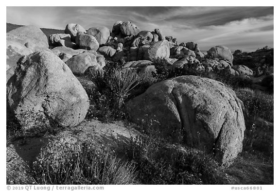 Wildflowers, yucca and boulders, Flat Top Butte. Sand to Snow National Monument, California, USA (black and white)