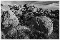 Wildflowers, yucca and boulders, Flat Top Butte. Sand to Snow National Monument, California, USA ( black and white)