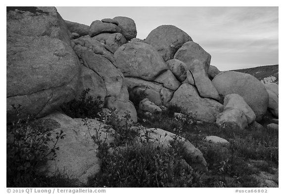 Wildflowers and boulders. Sand to Snow National Monument, California, USA (black and white)