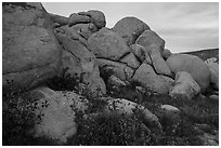 Wildflowers and boulders. Sand to Snow National Monument, California, USA ( black and white)