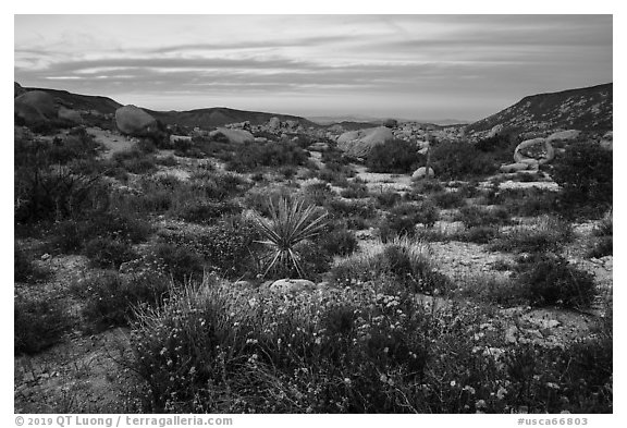 Wildflowers and yucca in valley between Flat Top Butte and Black Lava Butte. Sand to Snow National Monument, California, USA (black and white)