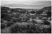 Wildflowers and yucca in valley between Flat Top Butte and Black Lava Butte. Sand to Snow National Monument, California, USA ( black and white)