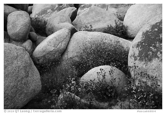 Wildflowers growing between boulders. Sand to Snow National Monument, California, USA (black and white)