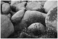 Wildflowers growing between boulders. Sand to Snow National Monument, California, USA ( black and white)