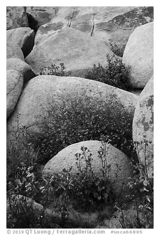 Wildflowers growing among boulders. Sand to Snow National Monument, California, USA (black and white)