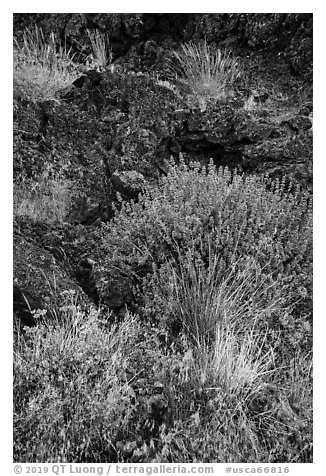 Wildflowers and lava, Fleener Chimneys. Lava Beds National Monument, California, USA (black and white)