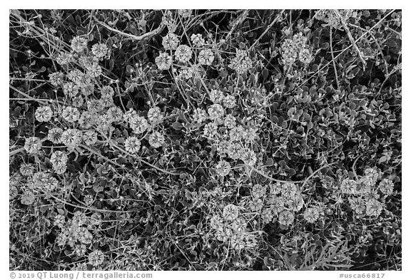 Close up of flowers. Lava Beds National Monument, California, USA (black and white)