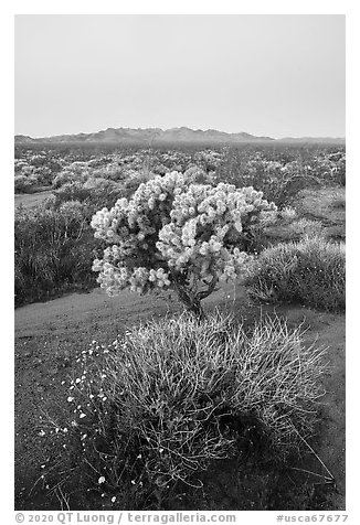 Wildflowers, Cholla cactus, Piute Mountains at dawn. Mojave Trails National Monument, California, USA