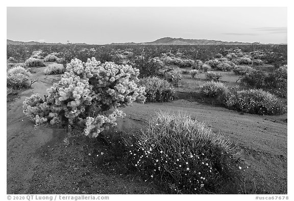 Wildflowers and Cholla cactus in Ward Valley at dawn. Mojave Trails National Monument, California, USA