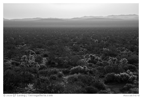 Backlit Cholla cactus at sunrise. Mojave Trails National Monument, California, USA
