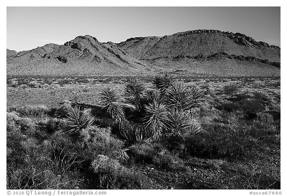 Yucca and Sacramento Mountains, Bigelow Cholla Garden Wilderness. Mojave Trails National Monument, California, USA
