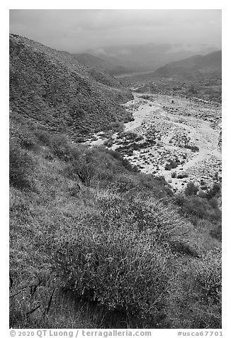 Brittlebush and Whitewater River valley. Sand to Snow National Monument, California, USA (black and white)
