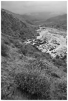 Brittlebush and Whitewater River valley. Sand to Snow National Monument, California, USA ( black and white)