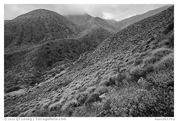 Brittlebush and cloud-capped San Bernardino Mountains. Sand to Snow National Monument, California, USA (black and white)