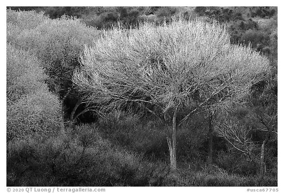 Tree with new leaves, Big Morongo Preserve. Sand to Snow National Monument, California, USA (black and white)