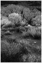 Shrubs and trees, Big Morongo Preserve. Sand to Snow National Monument, California, USA ( black and white)